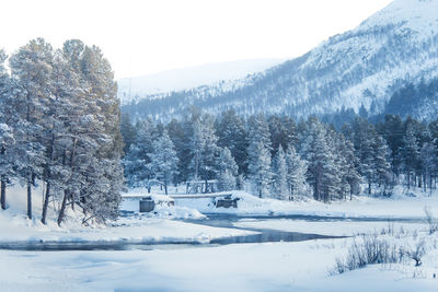 Trees on snow covered land against sky