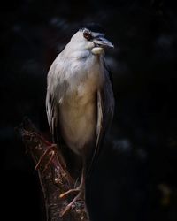 Close-up of bird perching outdoors
