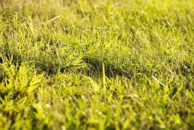 Full frame shot of grass on field