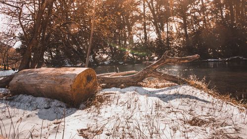 View of tree by river in forest