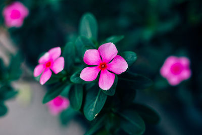 Close-up of pink flowering plant