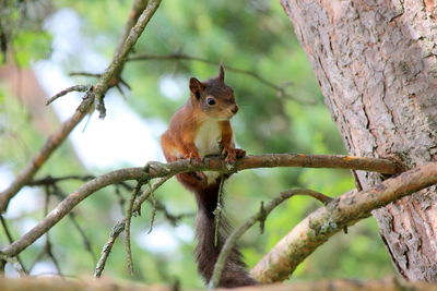 Squirrel perching on tree