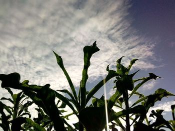 Low angle view of silhouette plant against sky