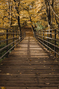 View of footbridge in forest