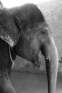 Close-up of elephant