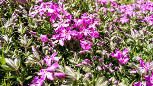 Close-up of pink flowering plants