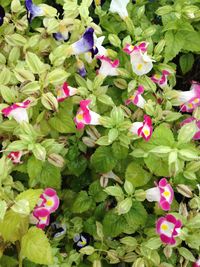 Close-up of pink flowers