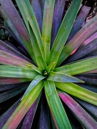 Full frame shot of succulent plant