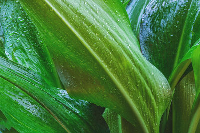 Close-up of wet leaves on plant during rainy season