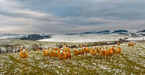 Swaledale sheep in the yorkshire dales