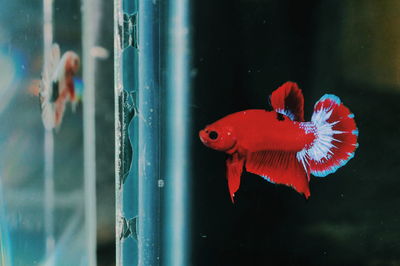 Close-up of fish swimming in sea