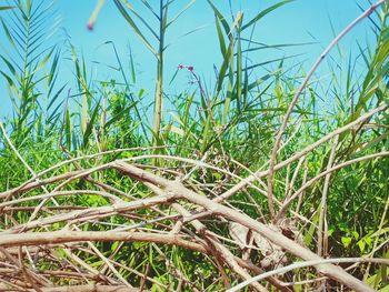 Close-up of dead plant on land