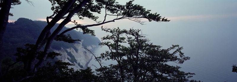 Low angle view of silhouette tree against sky at dusk