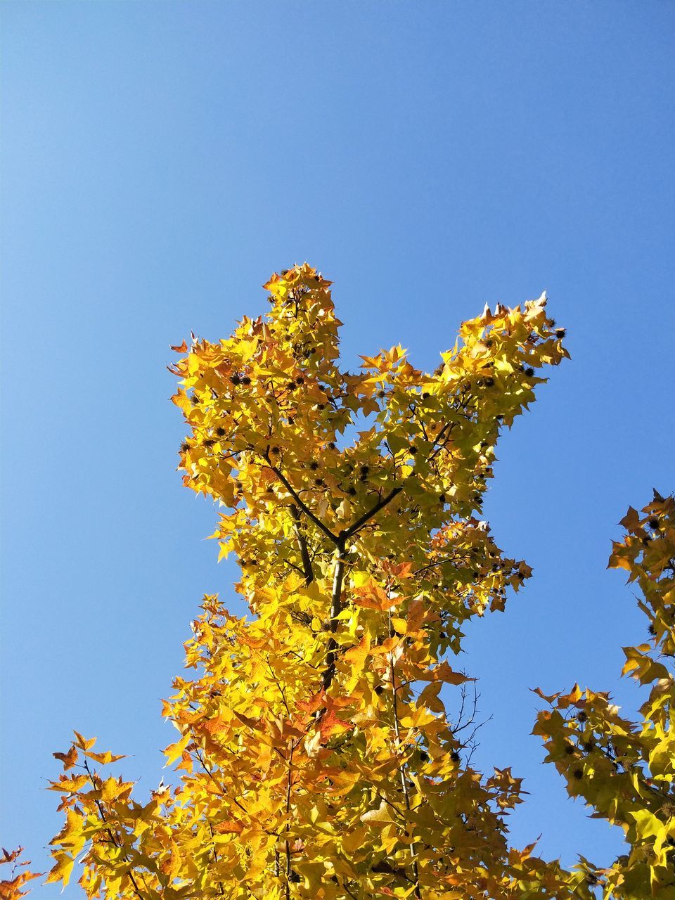 plant, low angle view, sky, clear sky, tree, growth, beauty in nature, nature, no people, flower, branch, day, flowering plant, yellow, blue, freshness, fragility, tranquility, vulnerability, outdoors, springtime, change, natural condition