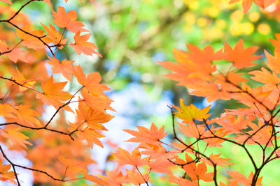 Close-up of orange maple leaves on plant during autumn