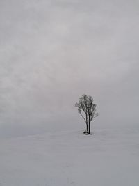 Bare tree on snow covered field against sky