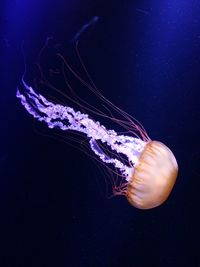 Close-up of jellyfish swimming in sea