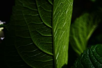 Close-up of raindrops on leaves