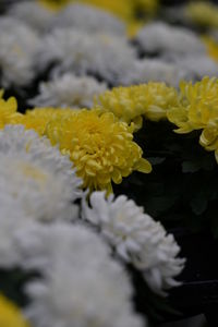 Close-up of yellow flowers