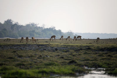 Impalas grazing in a field