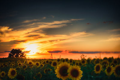 Scenic view of field against sky during sunset