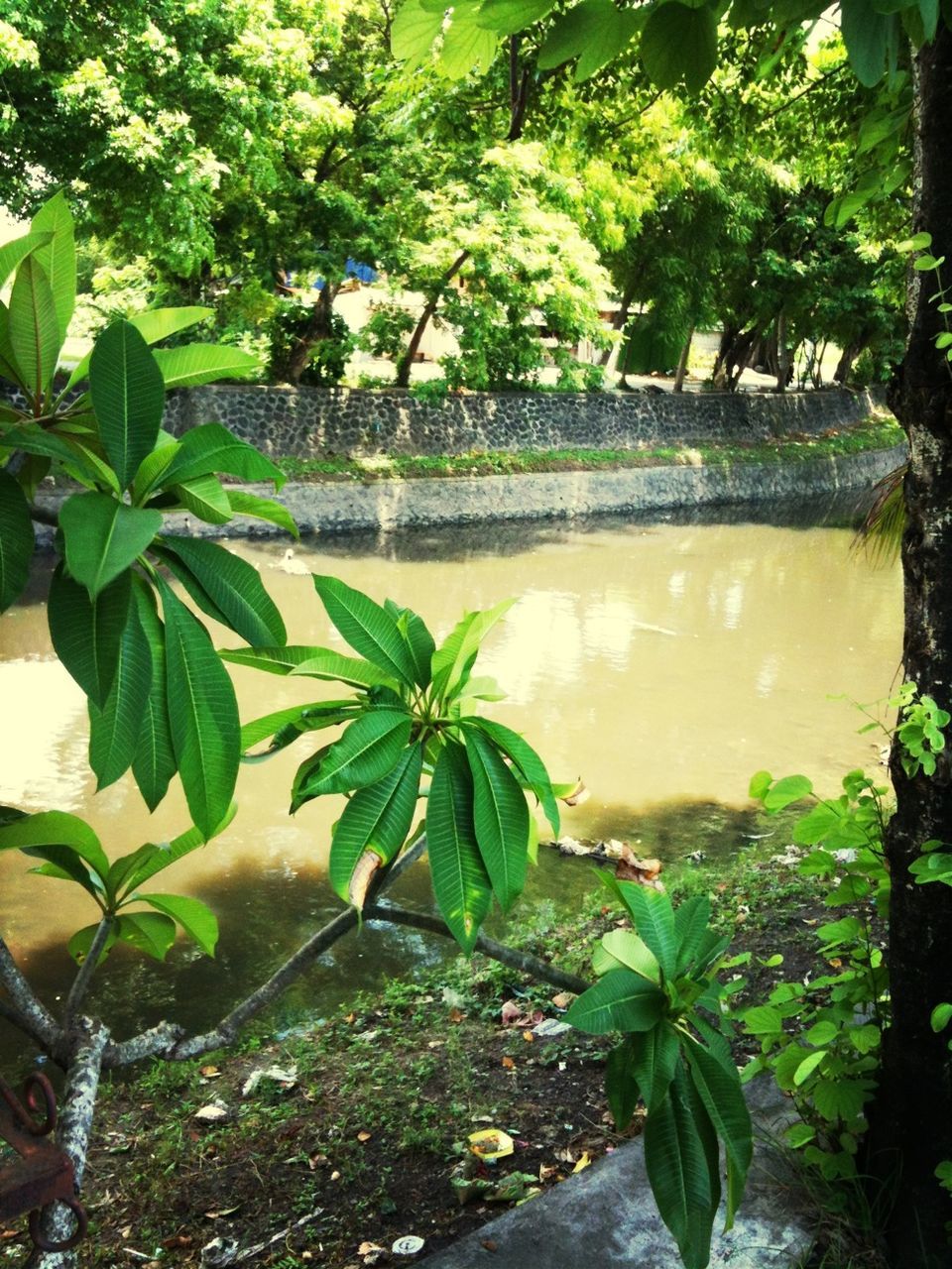 water, leaf, growth, plant, green color, tree, nature, beauty in nature, pond, tranquility, palm tree, reflection, tranquil scene, scenics, branch, growing, day, water lily, high angle view, outdoors