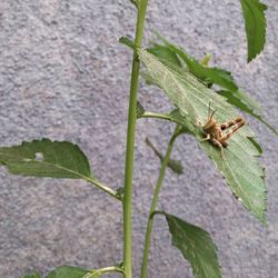 Close-up of insect on leaf