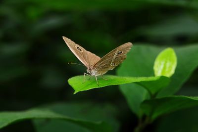 Butterfly on leaf