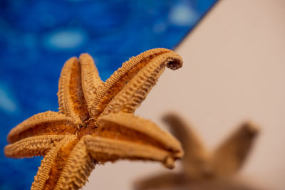 Close-up of starfish