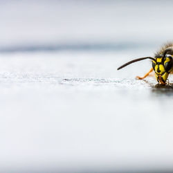 Close-up of insect on water