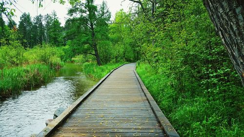 Narrow walkway along trees in park