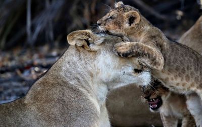 Close-up of lion