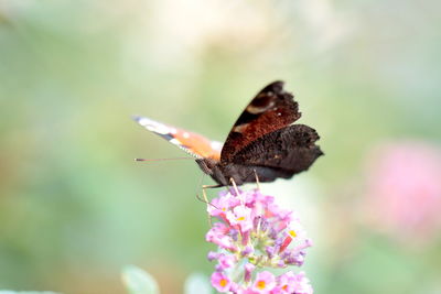 Close-up of butterfly pollinating on purple flower