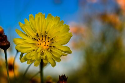 Close-up of yellow flowers blooming against sky