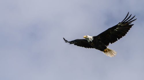 Low angle view of eagle flying in sky