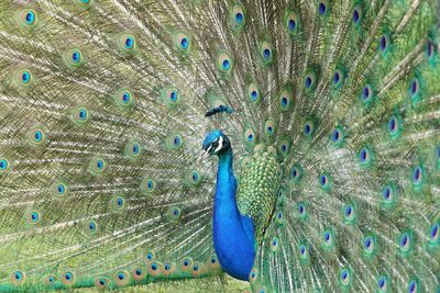 Close-up of peacock with fanned out feathers