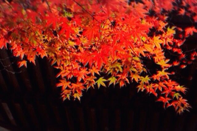 orange color, flower, growth, beauty in nature, red, nature, fragility, freshness, petal, plant, close-up, vibrant color, tranquility, no people, season, outdoors, leaf, blooming, focus on foreground, blossom