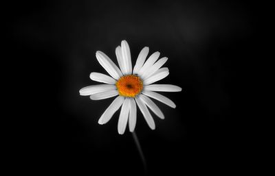 Close-up of white daisy blooming against black background