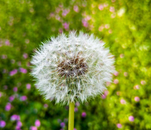 Close-up of white dandelion flower