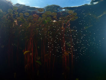 Close-up of jellyfish swimming in sea