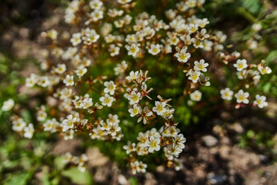 Close-up of white flowering plant