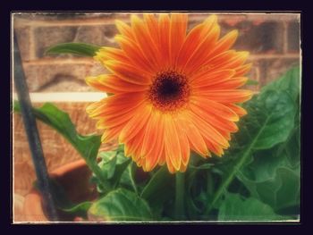 Close-up of sunflower blooming outdoors