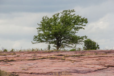 Tree on field against sky