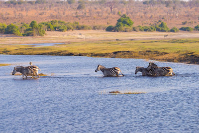 Zebras wading in lake