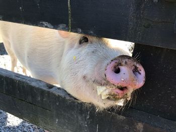 Close-up of horse in pen