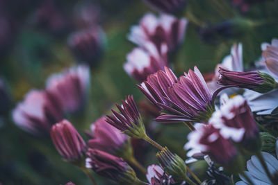 Close-up of pink flowering plant on field