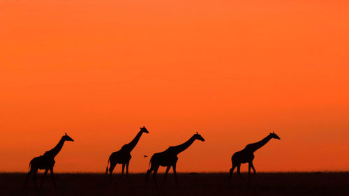 Giraffe in the wild, east africa