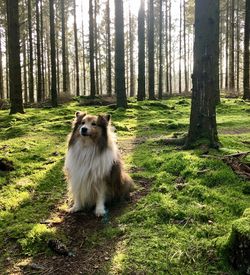 Dog in the forest