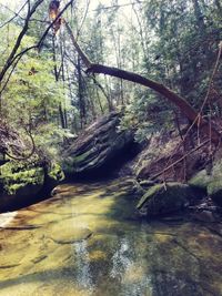 River flowing amidst trees in forest