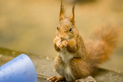 Close-up of squirrel on wood